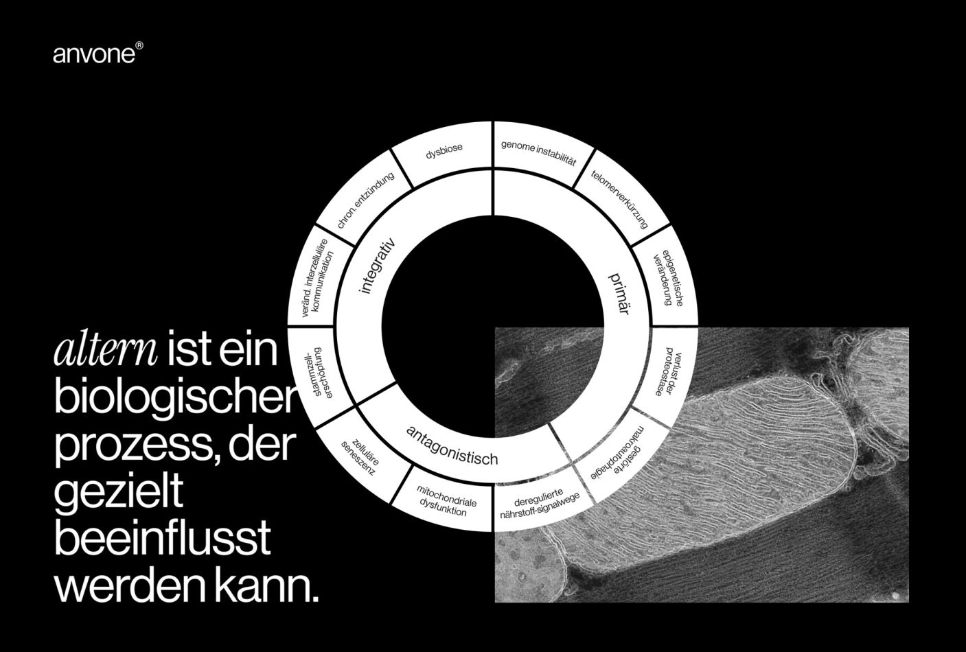 About-Emotions_Marken-Designagentur_anvone_Project-Main_Prozess-Grafik_Wide_001
